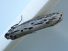 Ethmia monticola
