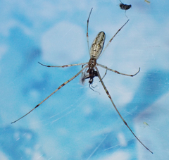 Tetragnatha