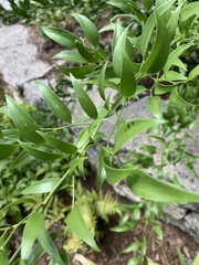 Danae racemosa