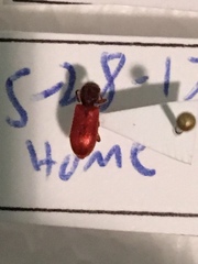 Zenodosus sanguineus