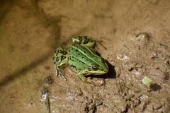 Pelophylax lessonae