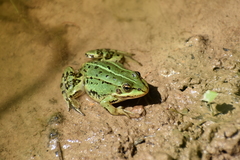 Pelophylax lessonae