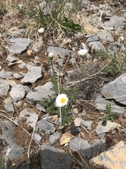 Erigeron pinnatisectus