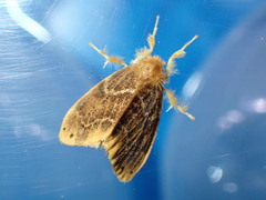 Arna pseudoconspersa