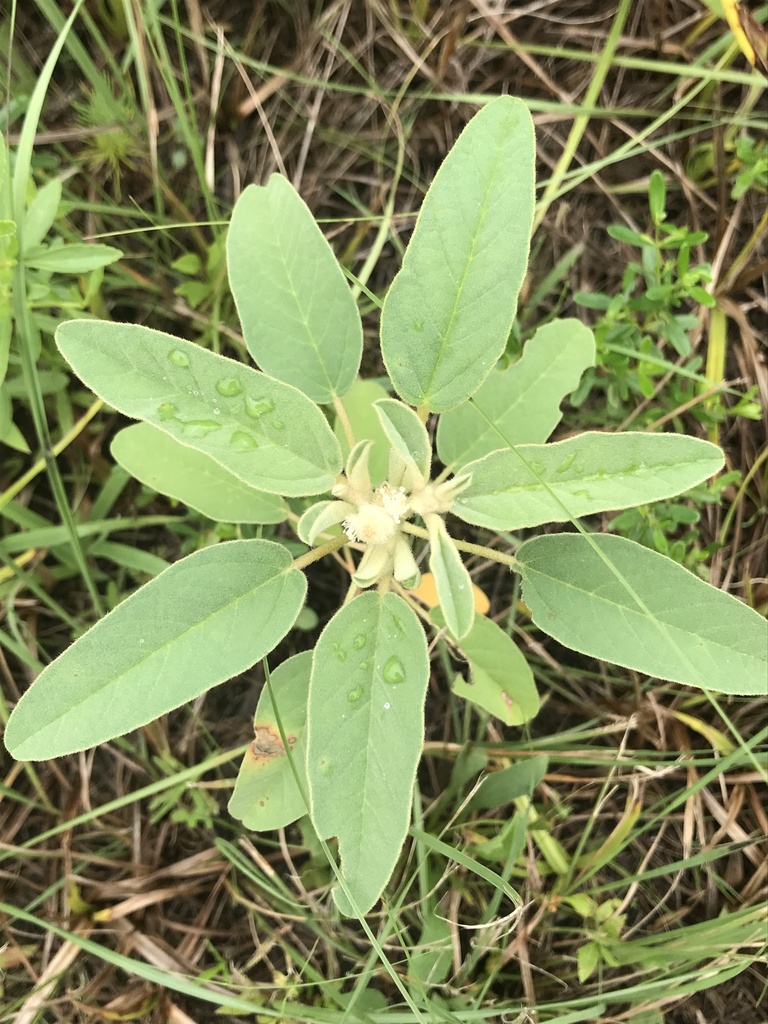 woolly croton in July 2020 by pleistocene_d · iNaturalist