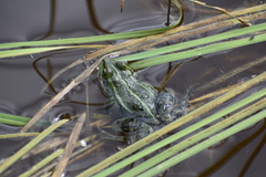 Pelophylax lessonae