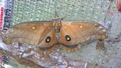 Antheraea montezuma