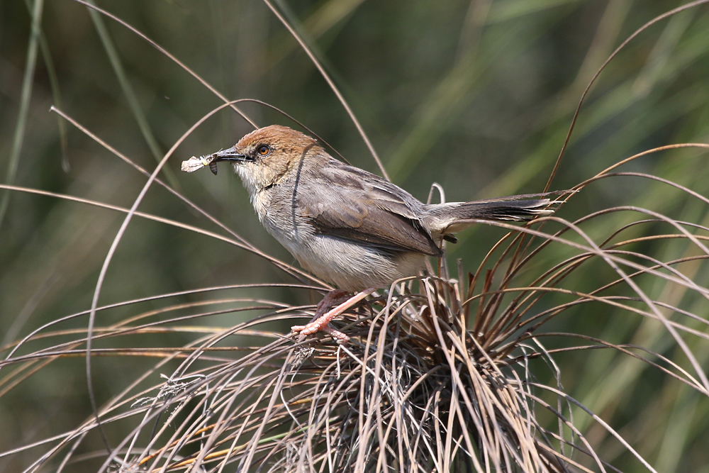 Carruthers's Cisticola photo