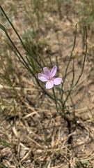 Lygodesmia juncea