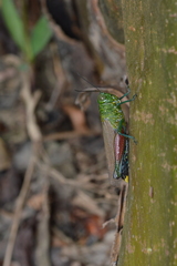 Coscineuta pulchripes