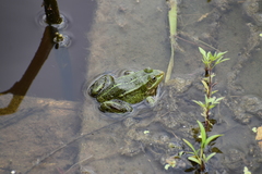Pelophylax lessonae