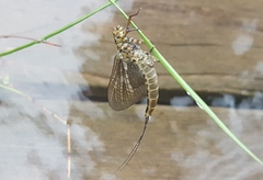 Litobrancha recurvata