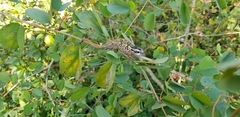 Bradypodion melanocephalum