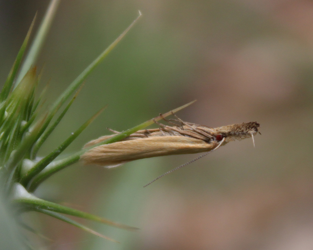 Pleurota planella