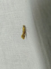 Epicallima formosella