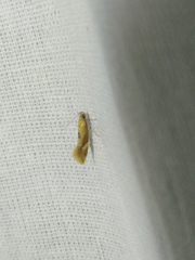 Epicallima formosella