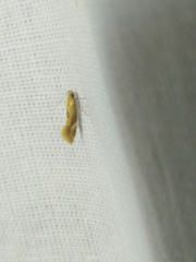 Epicallima formosella