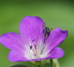 Zacladus geranii
