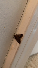 Aglossa pinguinalis