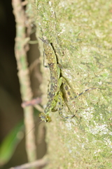 Liturgusidae