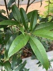 Osmanthus fragrans aurantiacus