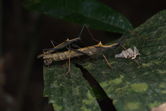 Pseudophasma bispinosum