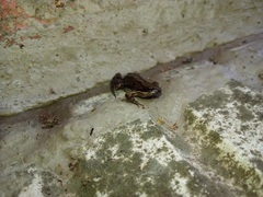 Physalaemus fernandezae