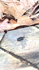 Lucidota atra