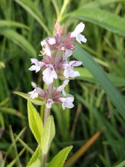 Stachys pilosa