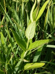 Stachys pilosa