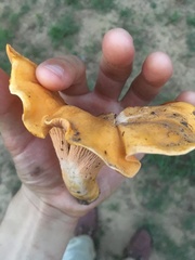 Cantharellus tenuithrix