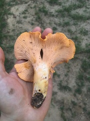 Cantharellus tenuithrix