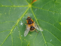 Eristalis jugorum