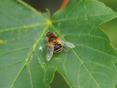 Eristalis jugorum