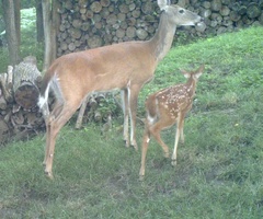 Odocoileus virginianus