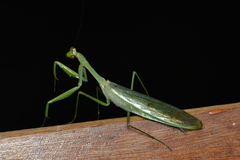 Macromantis hyalina