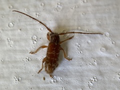 Eupogonius tomentosus