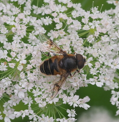Eristalis rupium