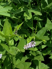 Orbexilum onobrychis