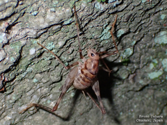 Tachycines asynamorus