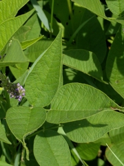 Orbexilum onobrychis