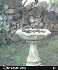 Haemorhous mexicanus