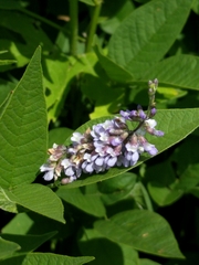 Orbexilum onobrychis