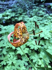 Lilium pardalinum pardalinum