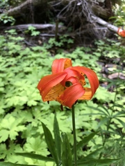 Lilium pardalinum pardalinum