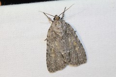 Acronicta retardata