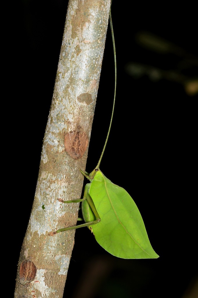 Cycloptera speculata