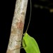 Cycloptera speculata - Photo (c) Robby Deans, some rights reserved (CC BY-NC), uploaded by Robby Deans