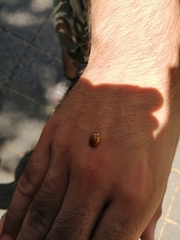 Harmonia axyridis