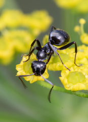 Formica subsericea